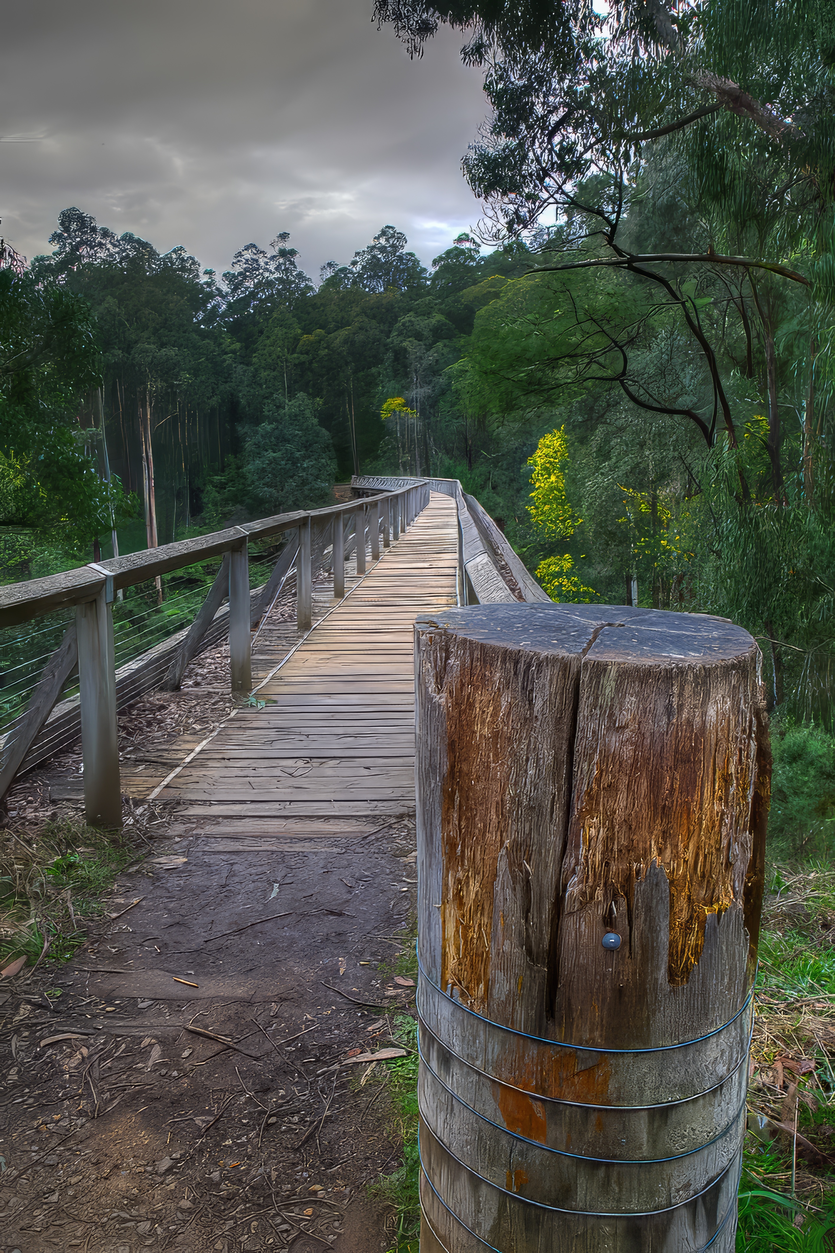 Noojee Trestle Bridge from above