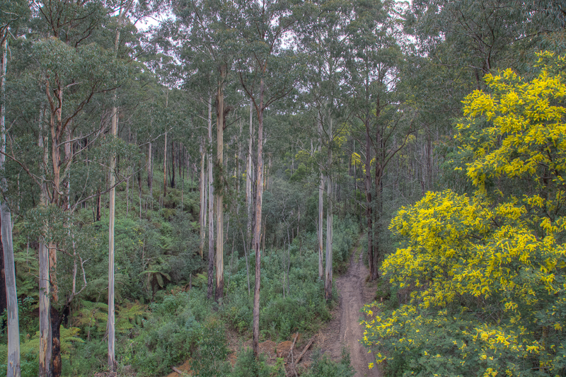 Rainforest path from Noojee Trestle Bridge