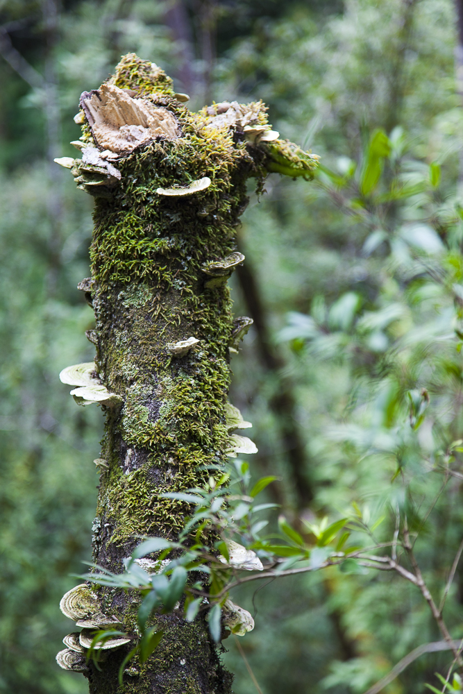 Erskine Falls