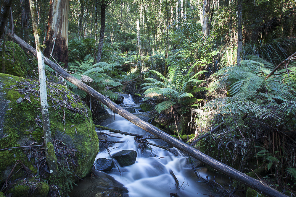 Toorongo Falls