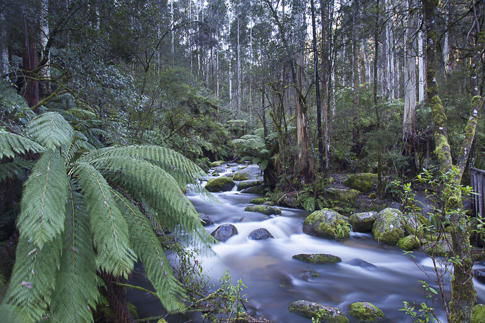 Toorongo Falls