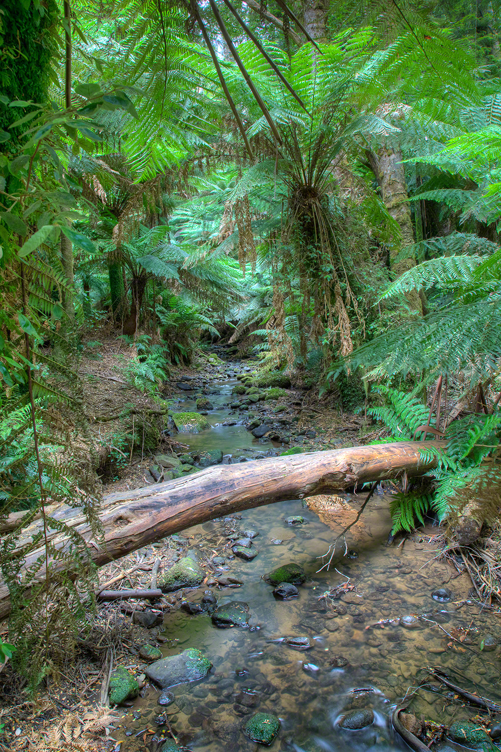 Small stream entering Bruthen Creek Falls