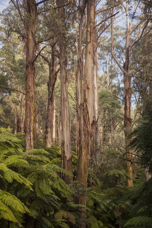 Trees at Tarra Valley Car Park