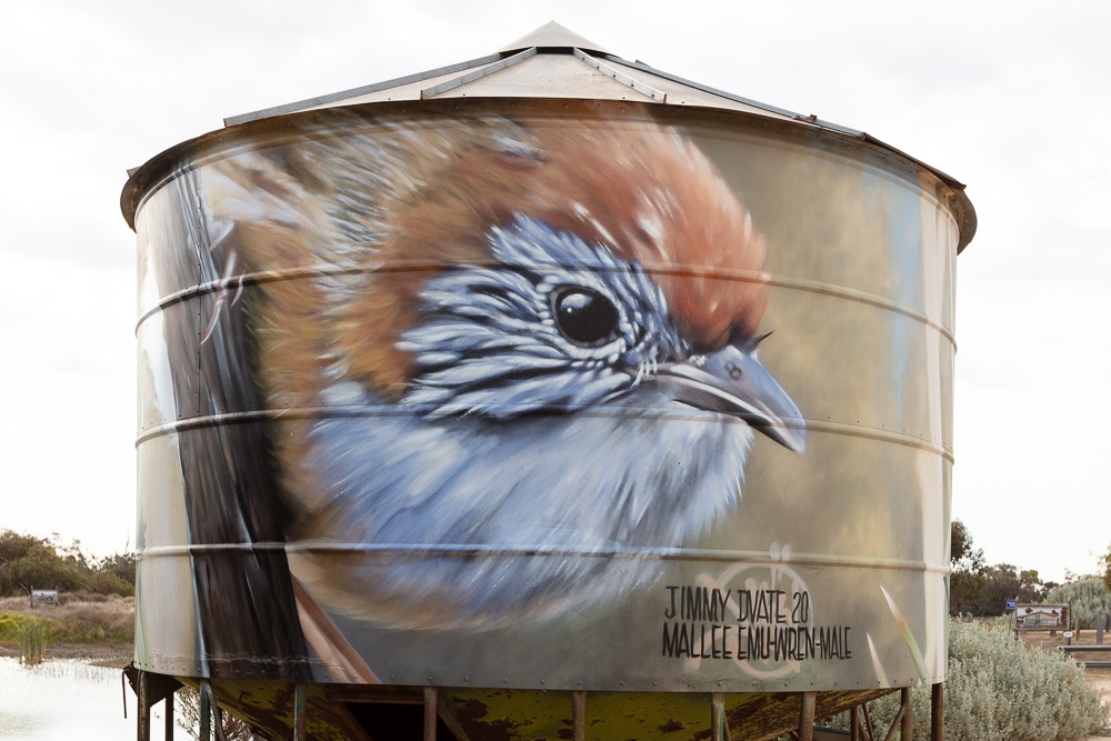 Woomelang Silo Mallee Emu Wren Male