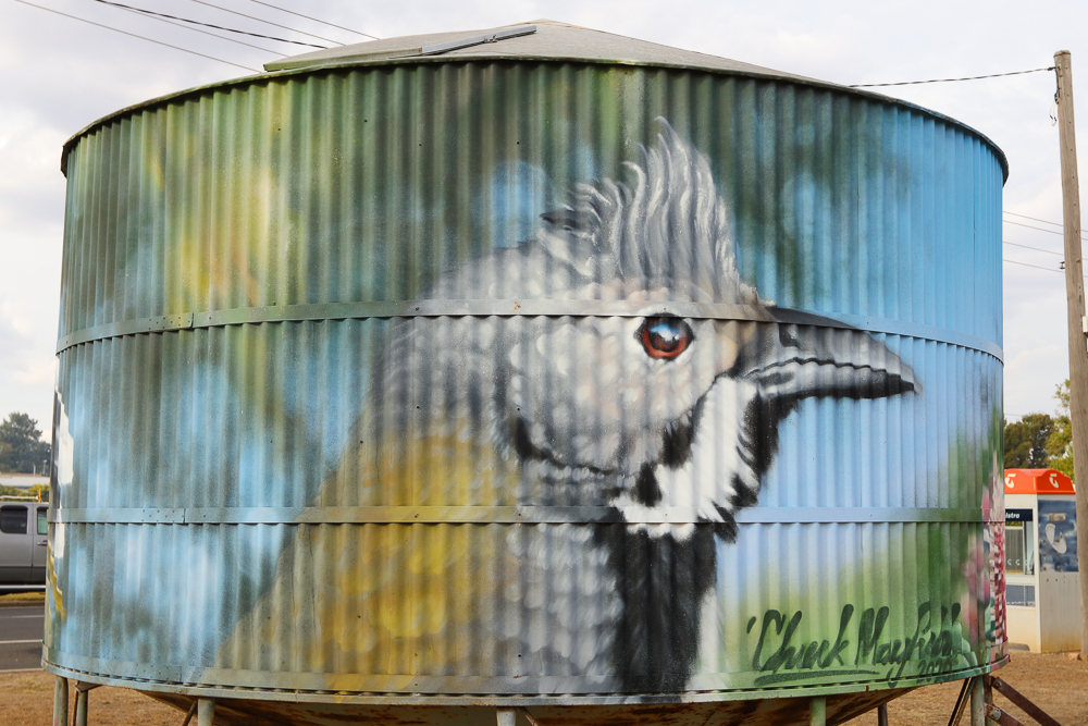 Woomelang Silo Western Whipbird #2