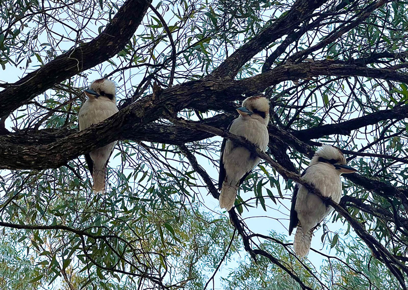 Kookaburras