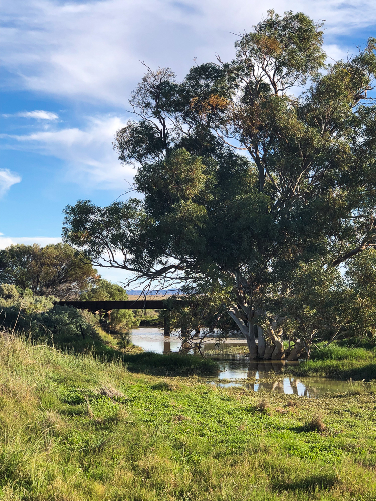 Abandoned Ghan Railway Bridge on Oodndatta Track