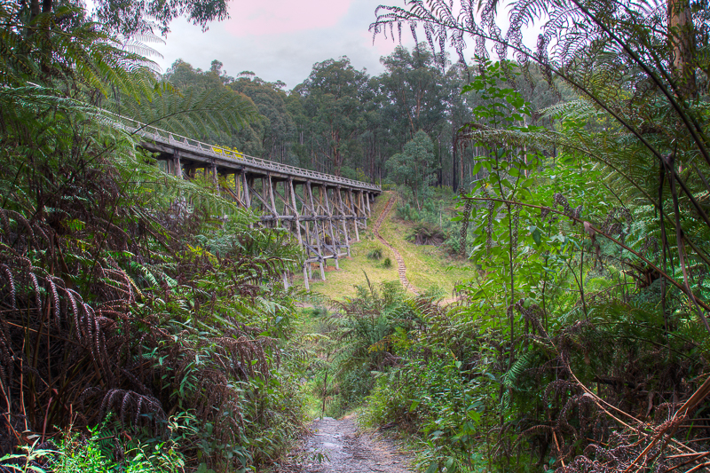 Noojee Trestle Bridge from below